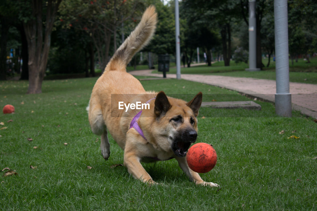 DOG PLAYING WITH BALL ON GRASSLAND