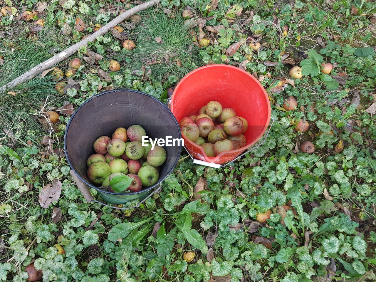 High angle view of apples in buckets on field