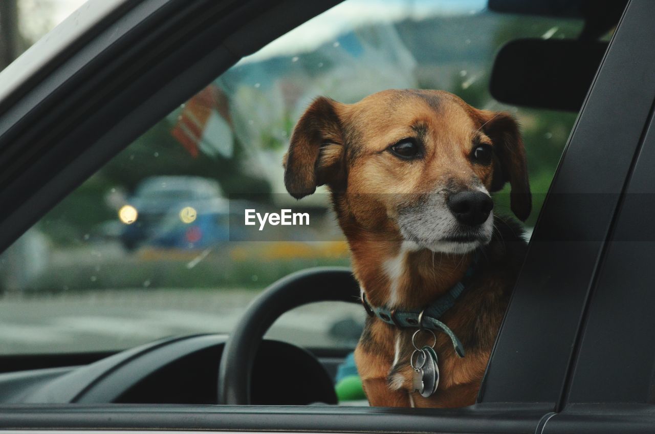 Dog looking through car window