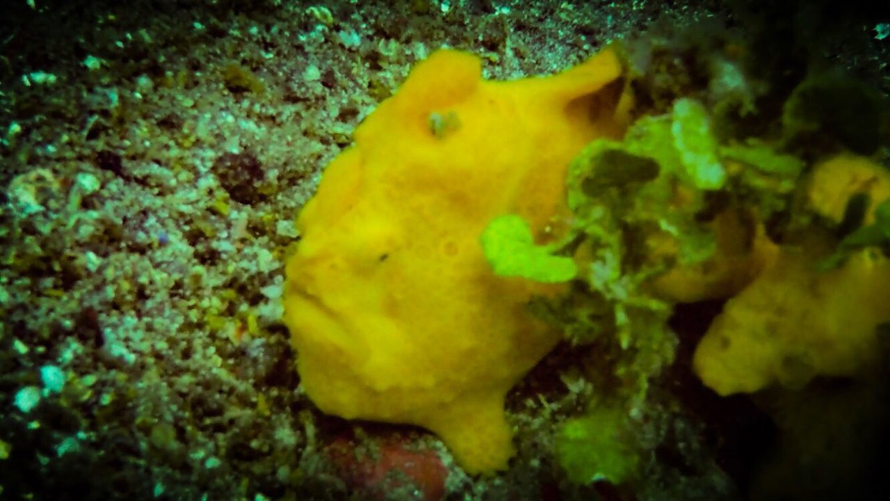 CLOSE UP OF MULTI COLORED YELLOW UNDERWATER