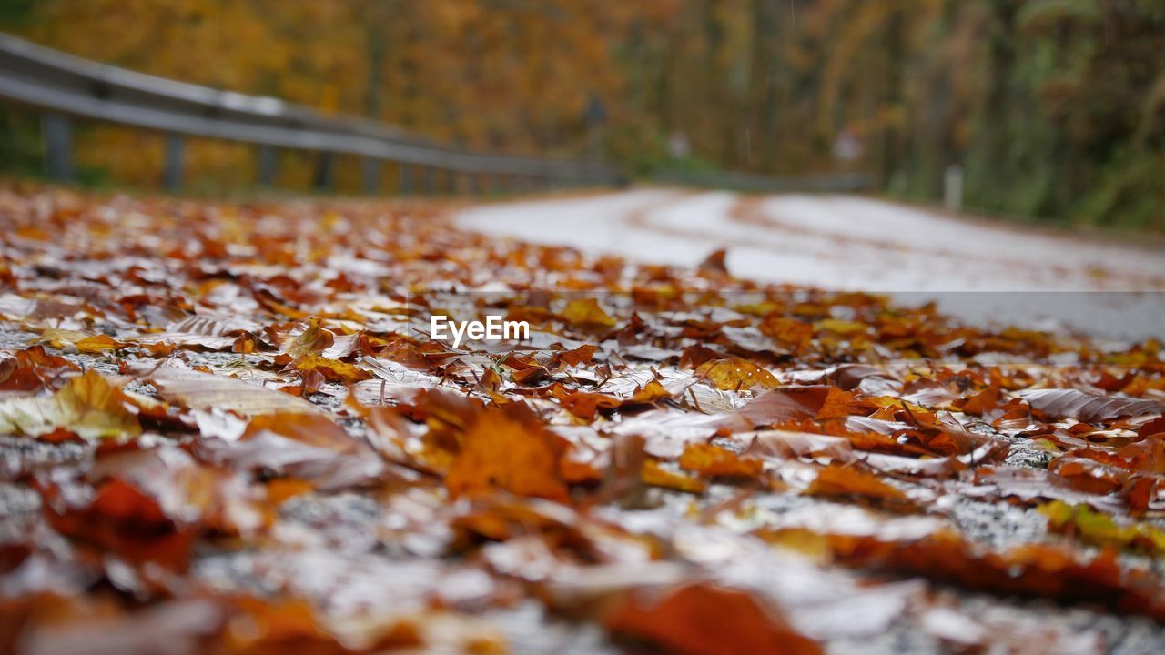 close-up of dry leaves on street