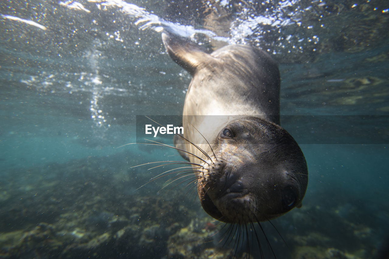 A sea lion gets close to the camera underwater in espiritu santo.