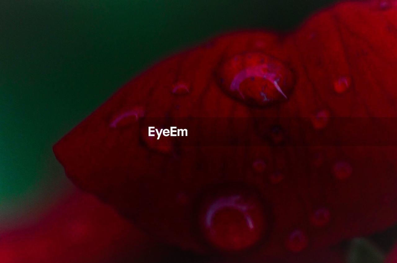 Detail shot of water drops on petal