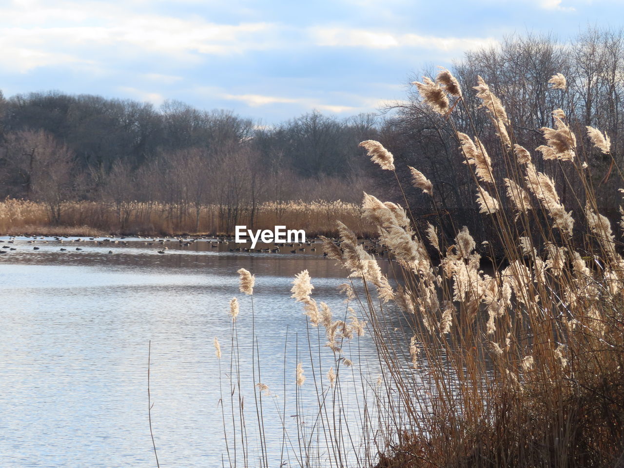 VIEW OF BIRDS ON THE LAND