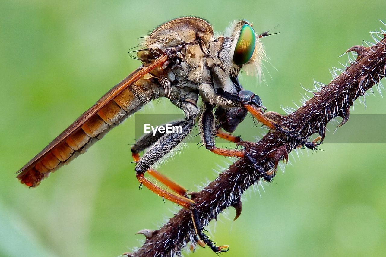 CLOSE-UP OF INSECT