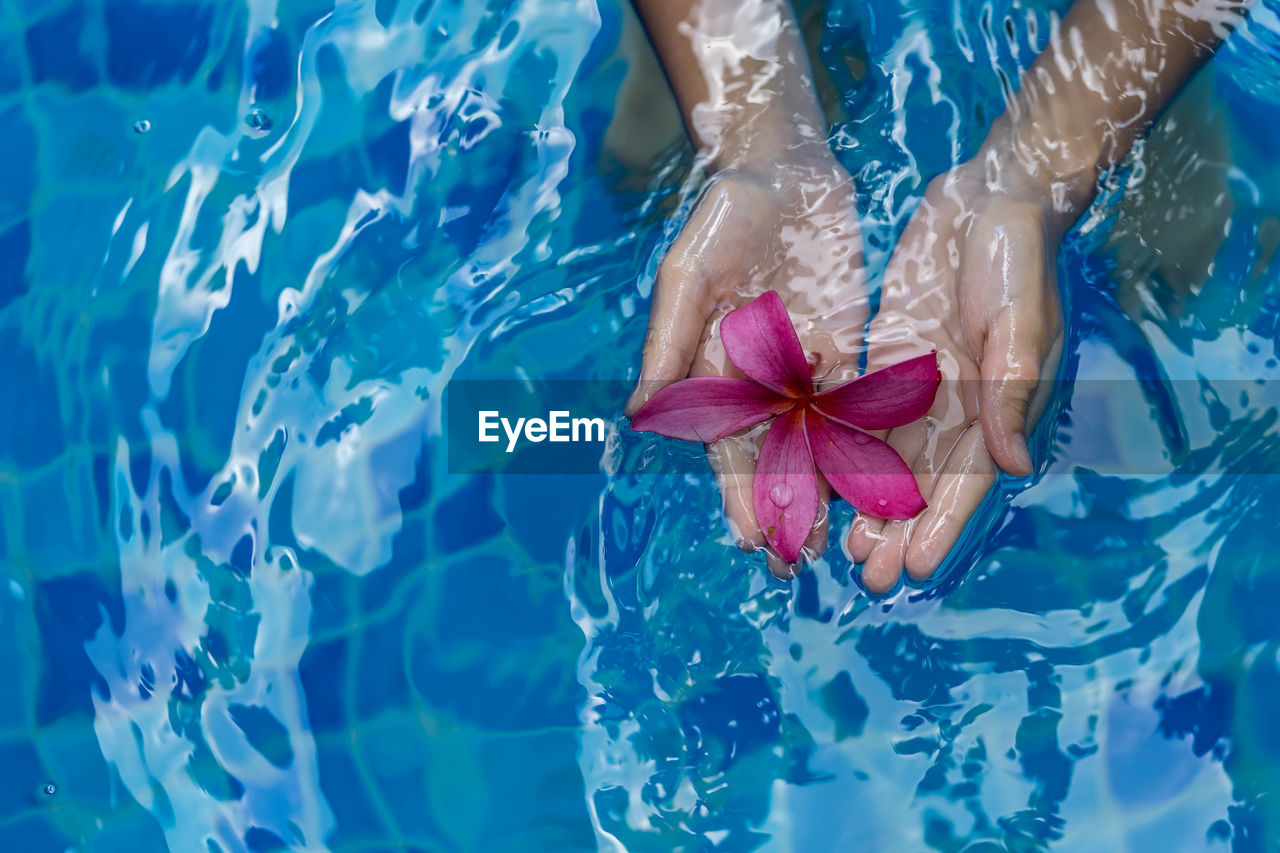Female child hands while holding a floating pink flower on swimming pool