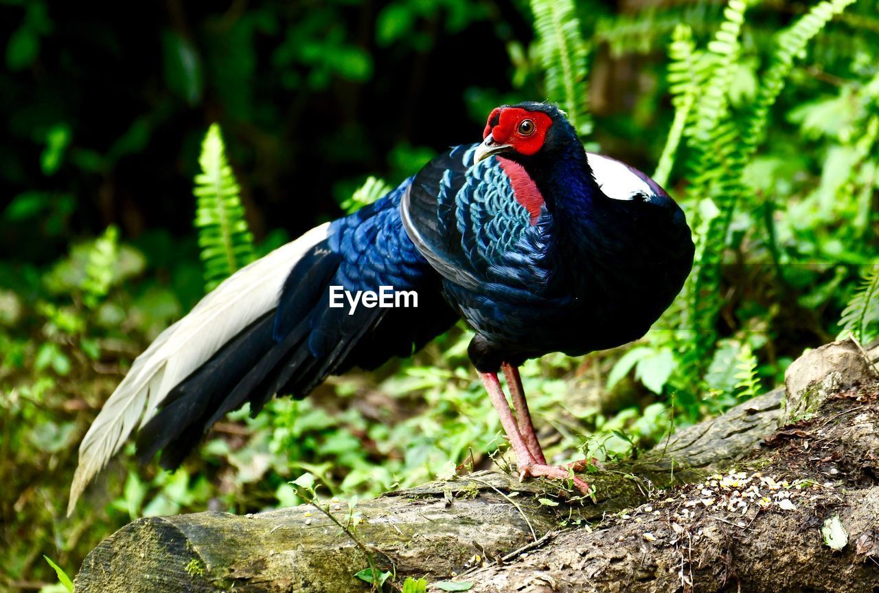 BIRD PERCHING ON ROCK