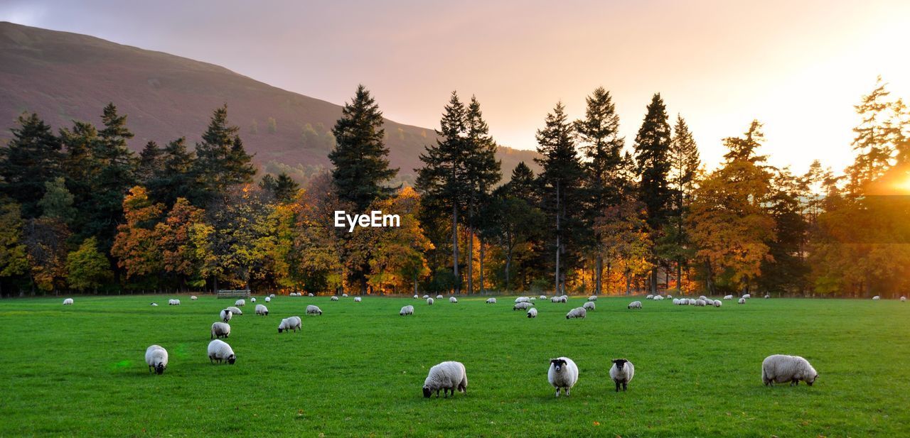 SCENIC VIEW OF SHEEP GRAZING IN FIELD