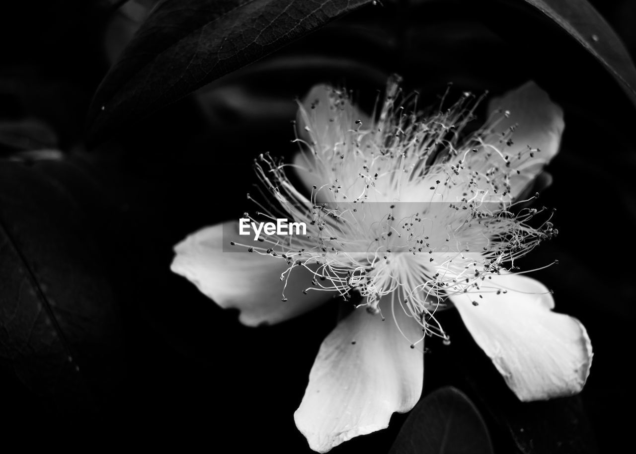 CLOSE-UP OF FLOWER HEAD