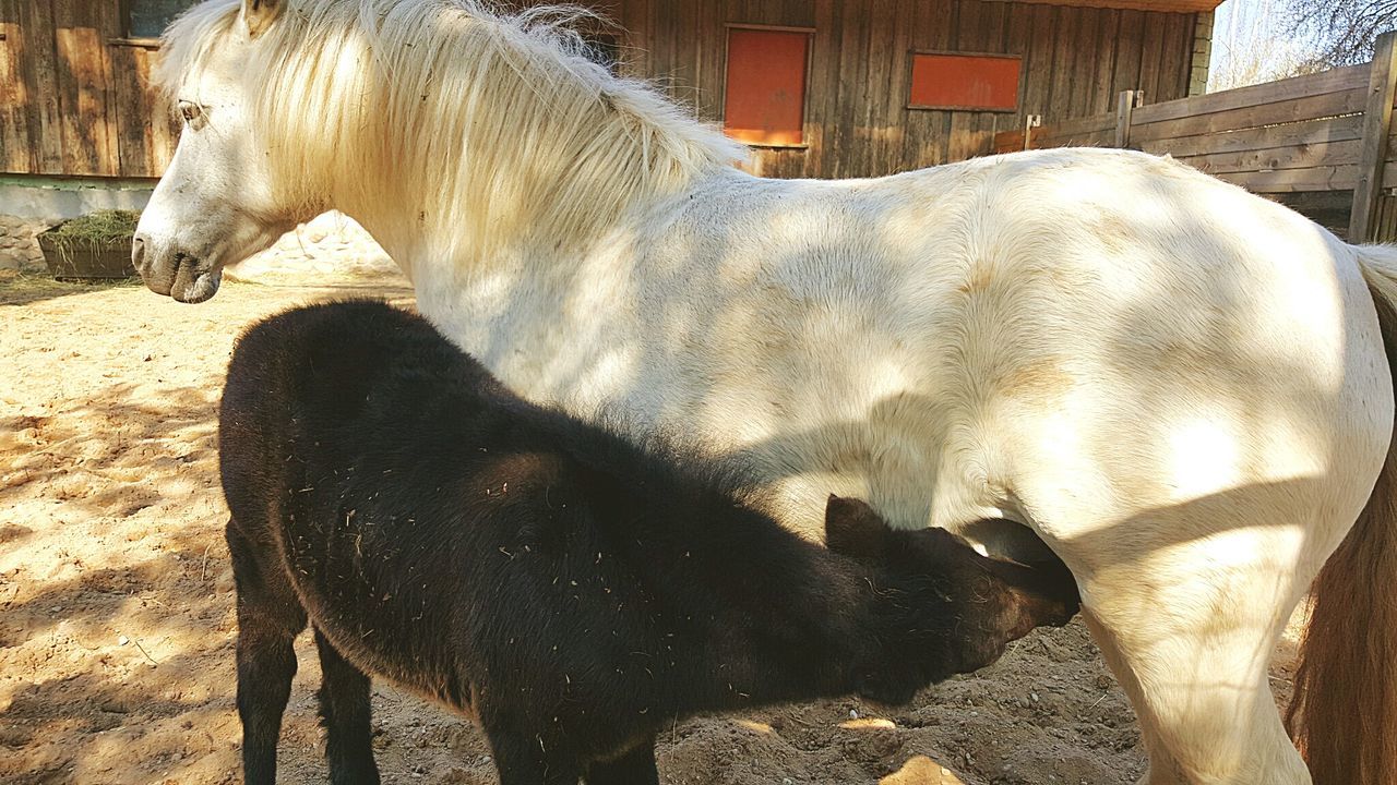 White horse feeding foal at stable