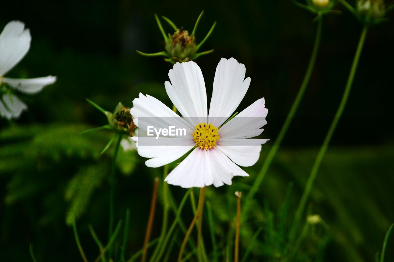 CLOSE-UP OF WHITE INSECT ON FLOWER