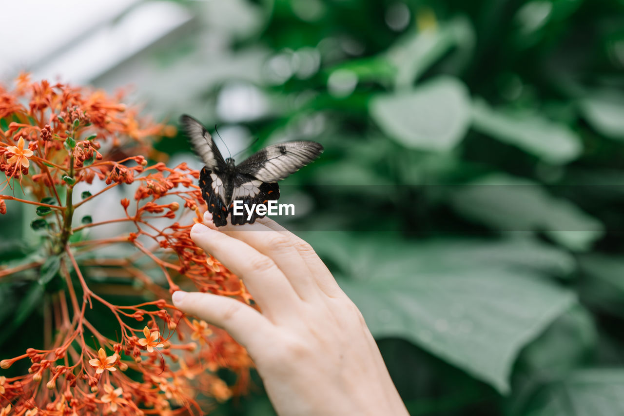 Butterfly landing on hand