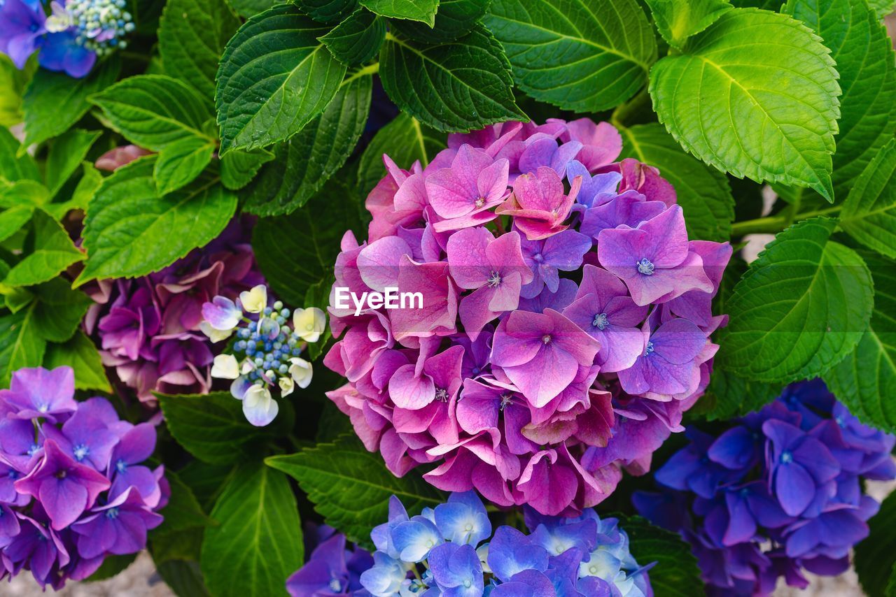 CLOSE-UP OF FRESH PURPLE HYDRANGEA FLOWERS IN BLOOM