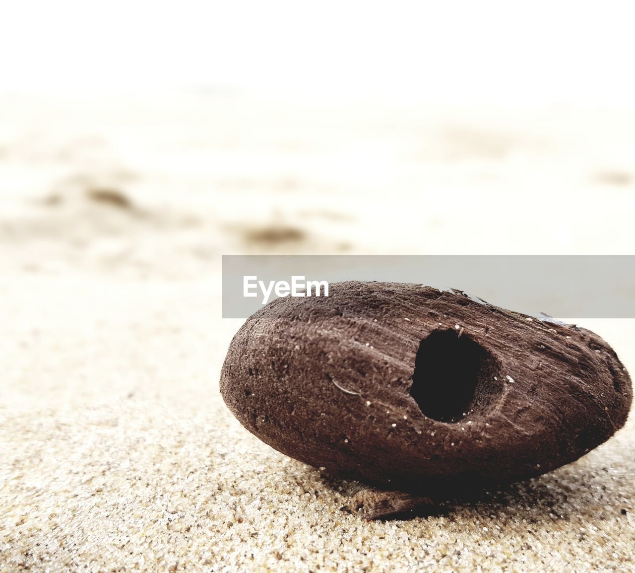 CLOSE-UP OF SHELL ON THE BEACH