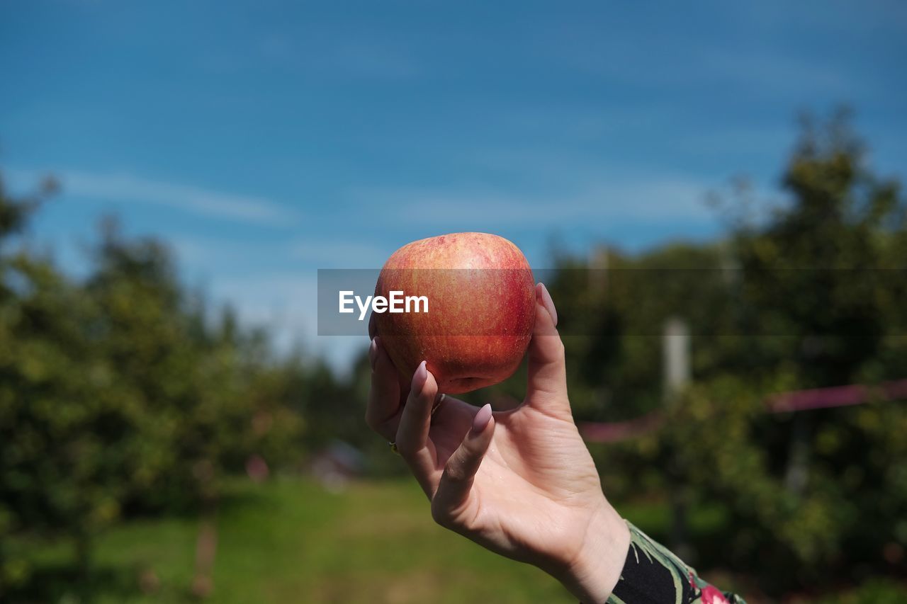 Apple picking season. beautiful hand holding apple against beautiful backgroumd.
