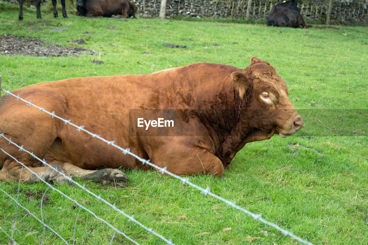 COW ON FIELD