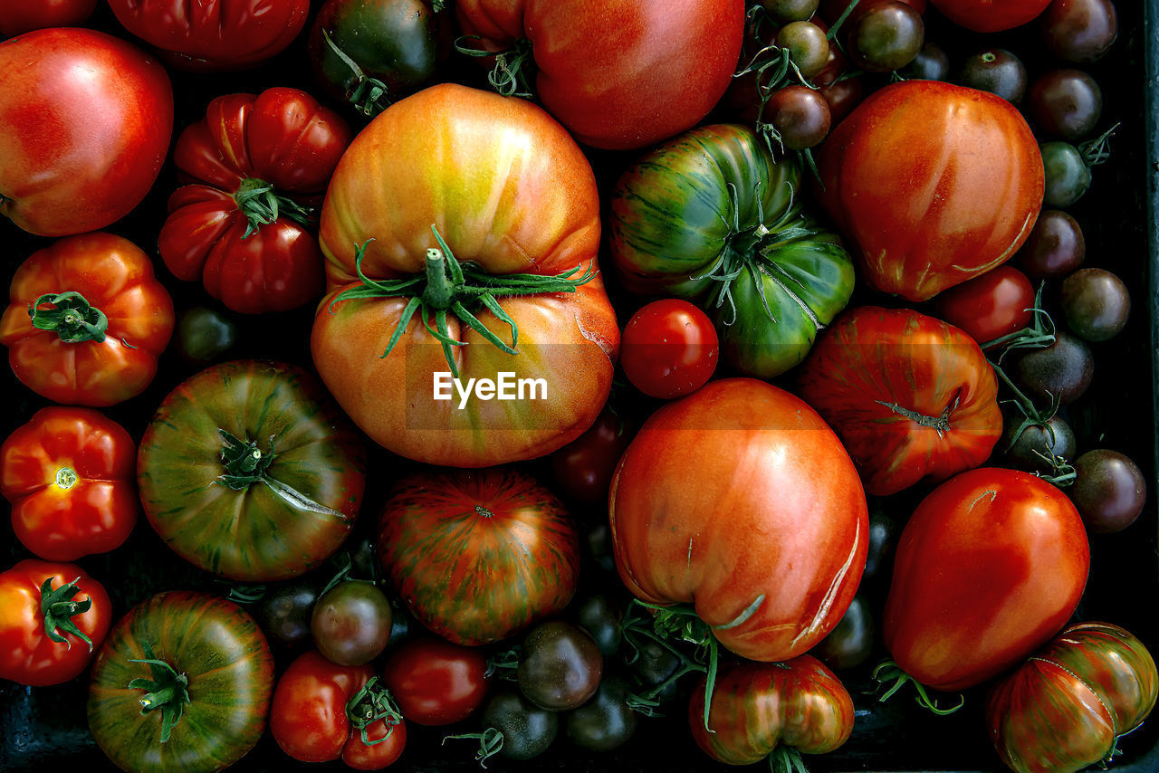 Multicolored tomatoes of different sizes and types, in appearance, a horizontal composition.poster