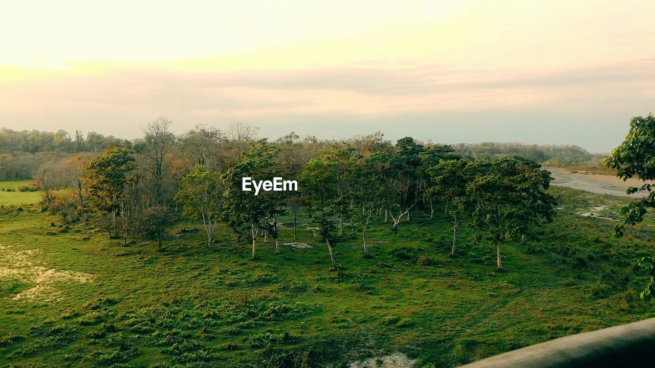 SCENIC VIEW OF GRASS AGAINST SKY