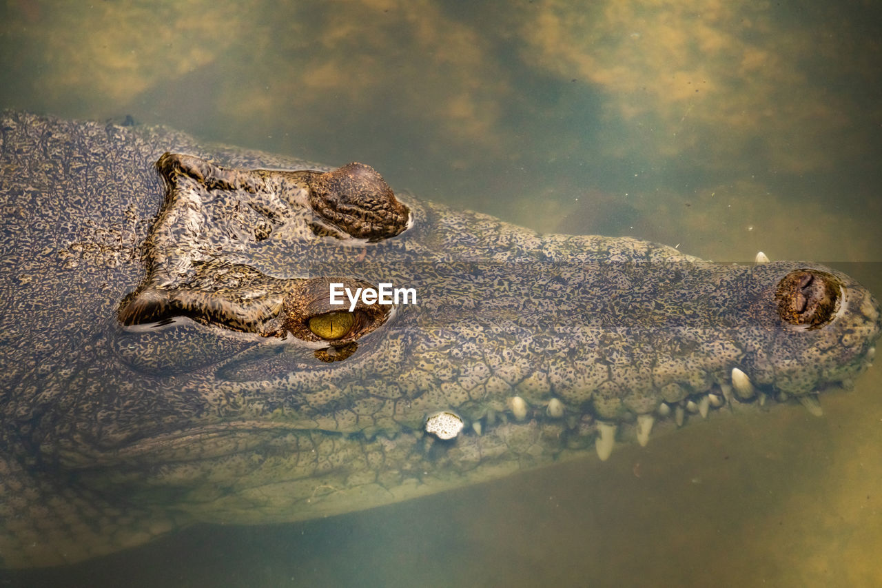 CLOSE-UP OF CROCODILE IN LAKE