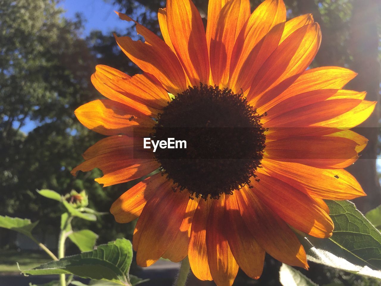 Close-up of fresh sunflower blooming outdoors