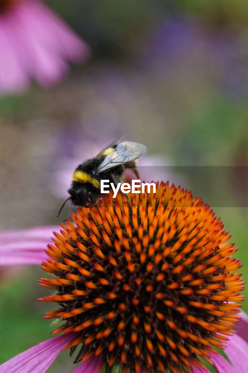 CLOSE-UP OF HONEY BEE POLLINATING ON PURPLE FLOWER