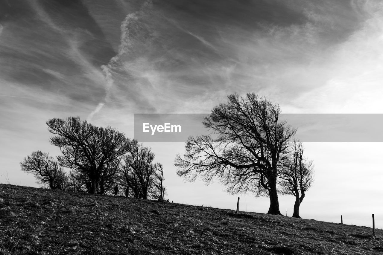 Low angle view of bare trees on field against sky