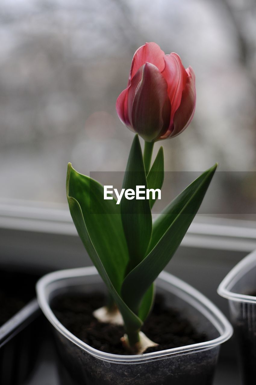 plant, flower, beauty in nature, flowering plant, nature, freshness, close-up, plant part, tulip, leaf, no people, fragility, growth, focus on foreground, green, outdoors, petal, red, flower head, springtime, inflorescence, plant stem