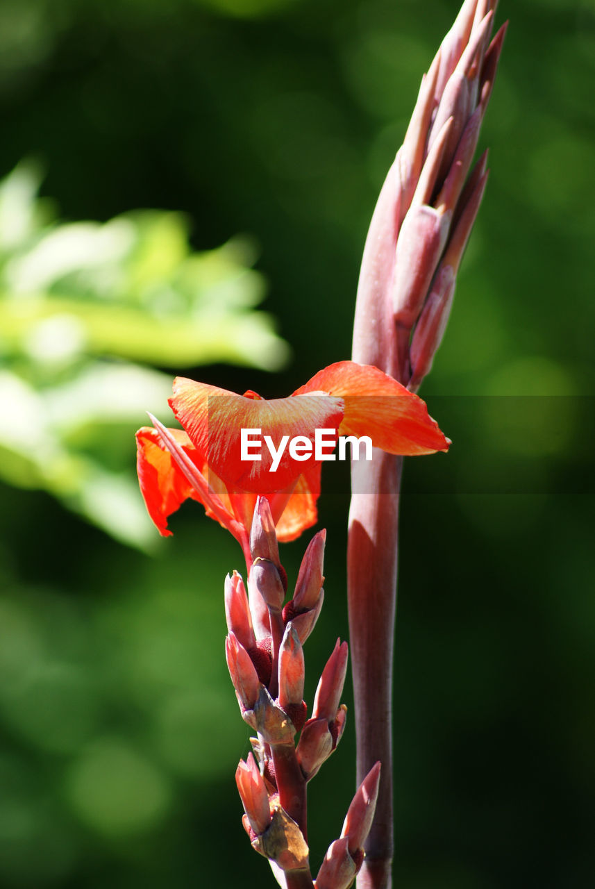 CLOSE-UP OF RED FLOWERS