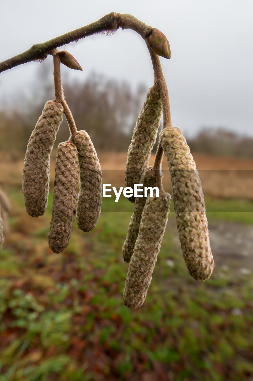 plant, leaf, flower, no people, hanging, nature, focus on foreground, tree, close-up, food, food and drink, day, growth, produce, branch, outdoors, healthy eating, macro photography
