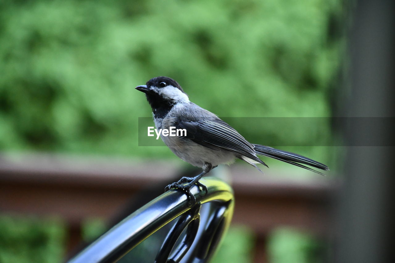 Close-up of bird perching on metal chair