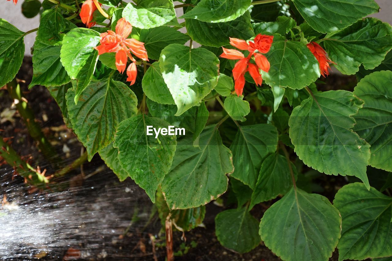 CLOSE-UP OF RED PLANT WITH WATER DROPS ON PLANTS