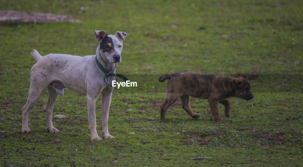 Dogs on grassy field