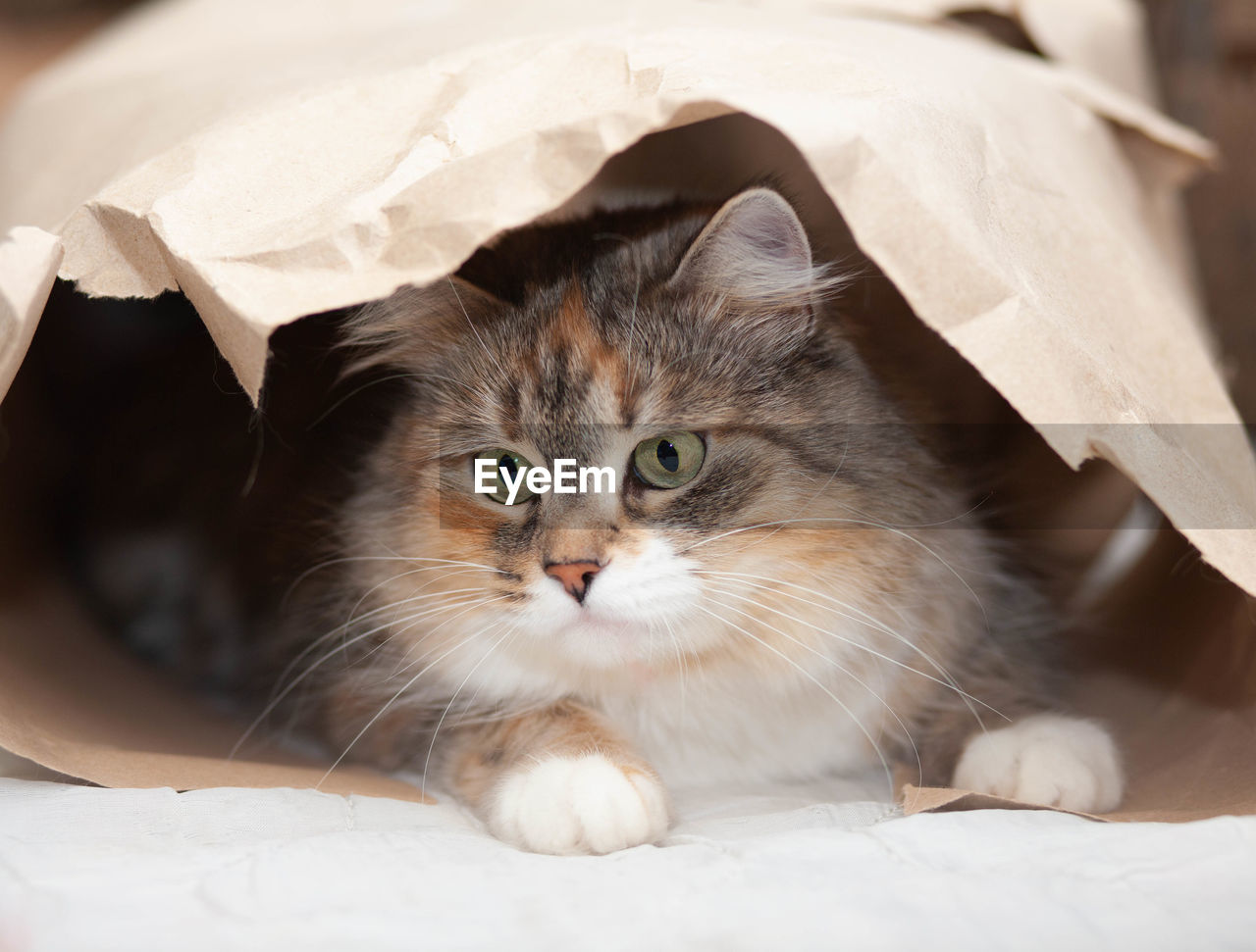 Tabby cat playing with paper 