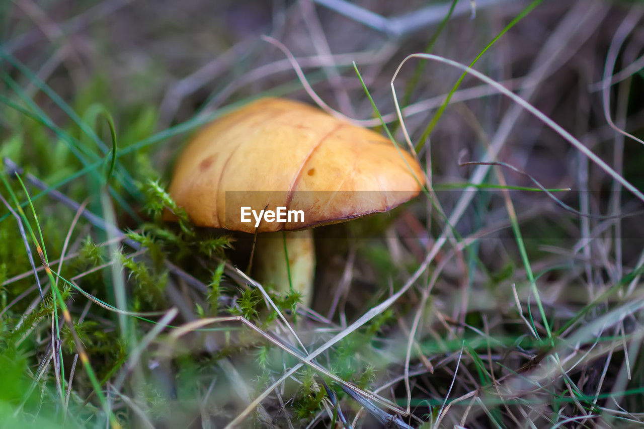 close-up of mushrooms growing on field