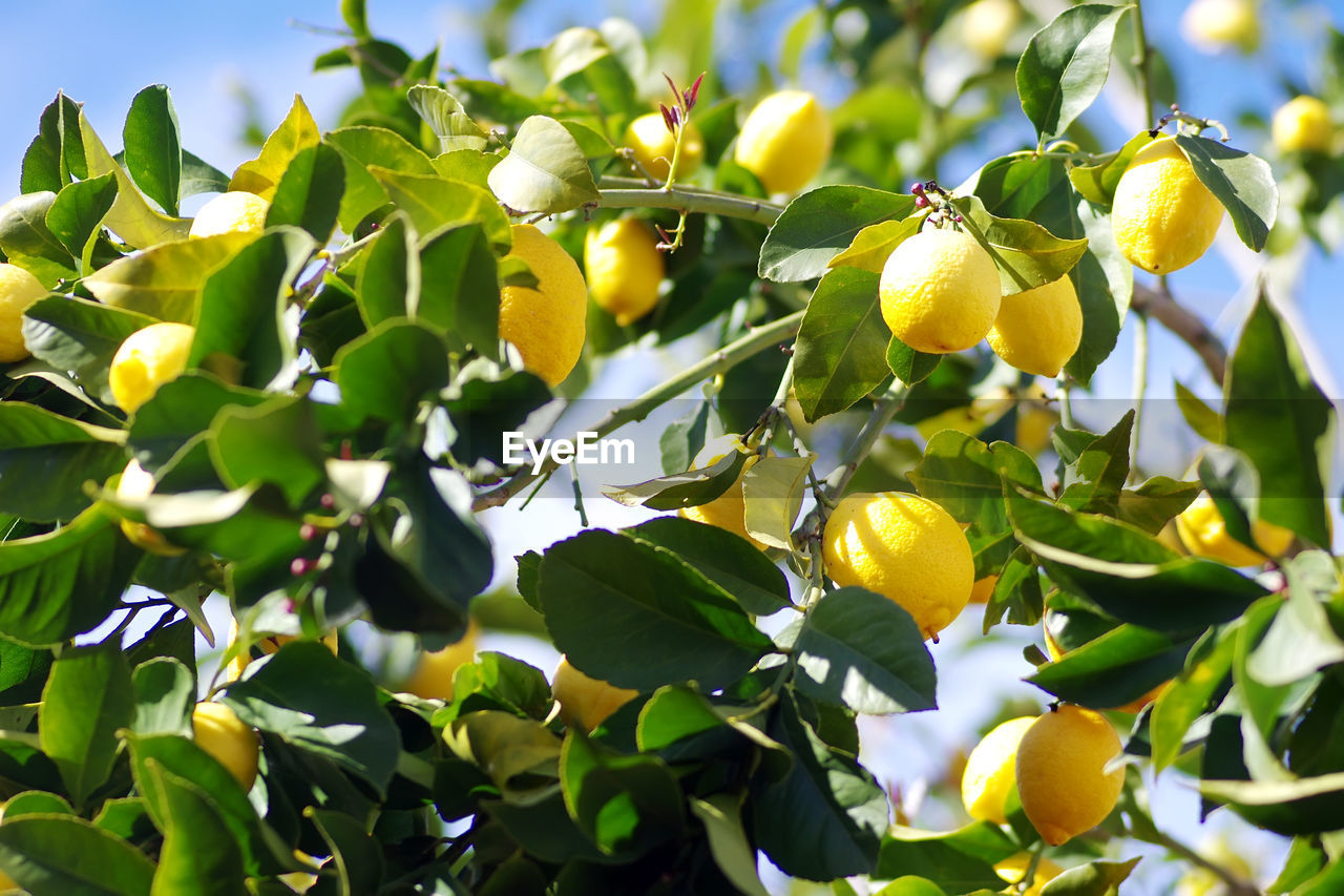 Ripe lemons on tree