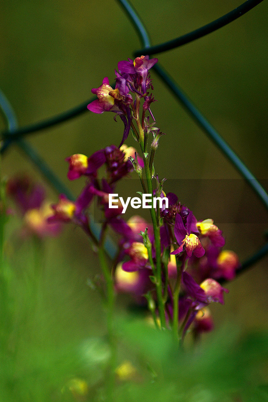 Close-up of purple flowering plant