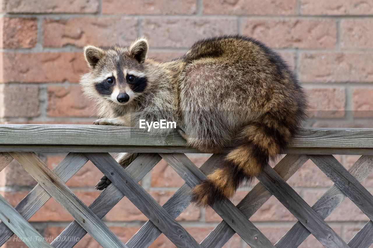 Portrait of racoon on backyard fence