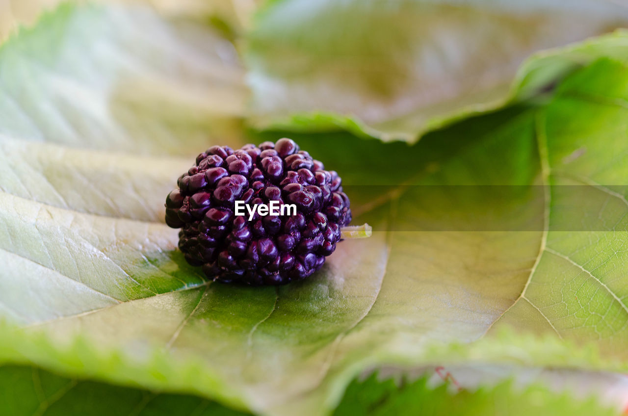 Close-up of blackberries growing on plant