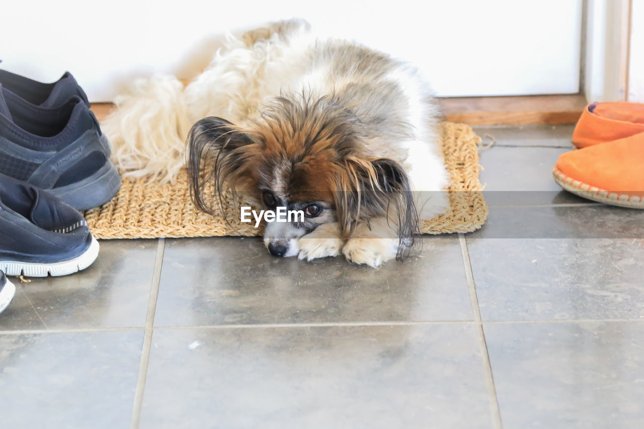 HIGH ANGLE VIEW OF DOG RELAXING ON TILED FLOOR