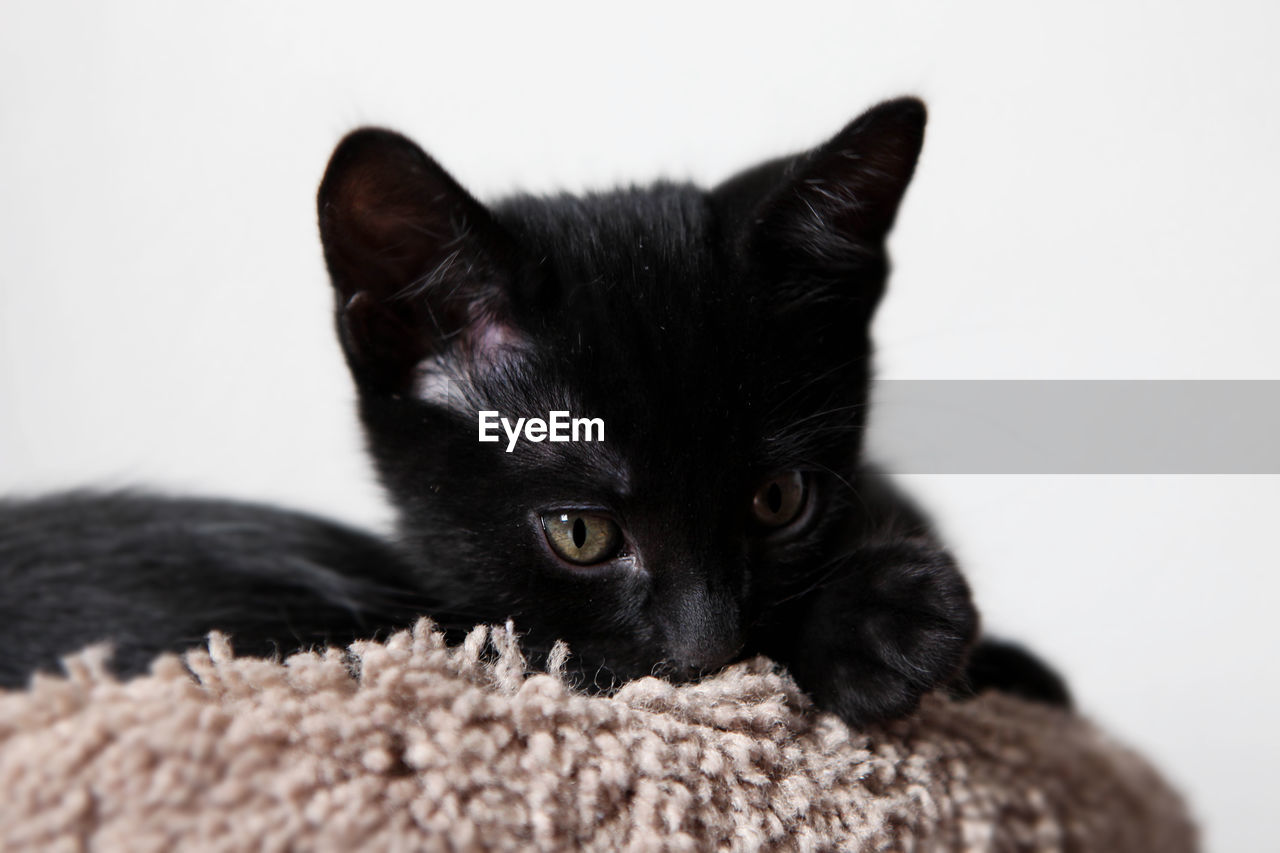 Close-up of black kitten relaxing on scratching pole
