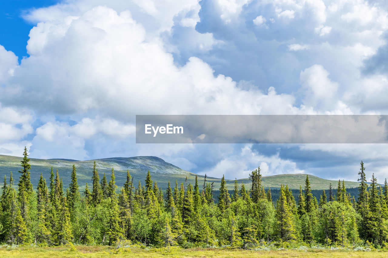 Scenic view of trees growing on land against cloudy sky during sunny day