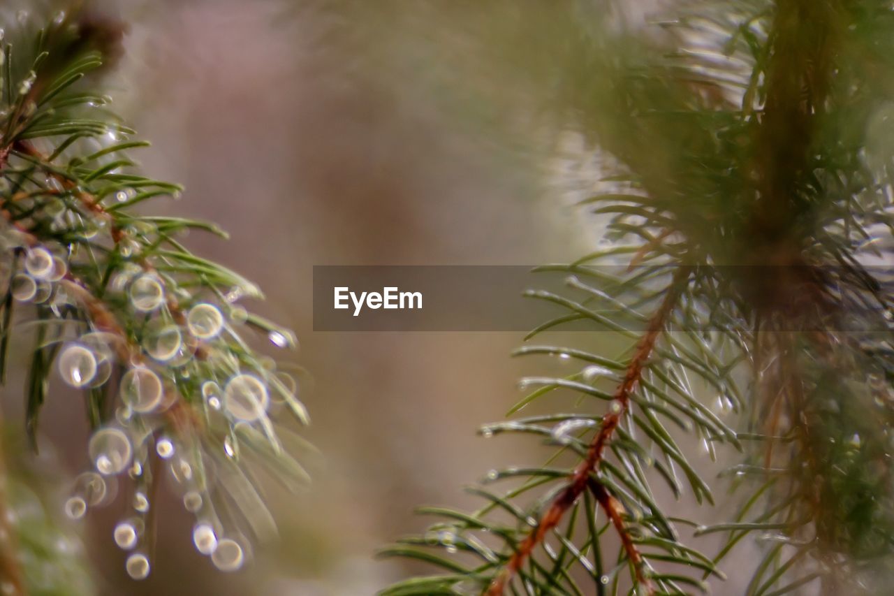 Close-up of raindrops on pine tree