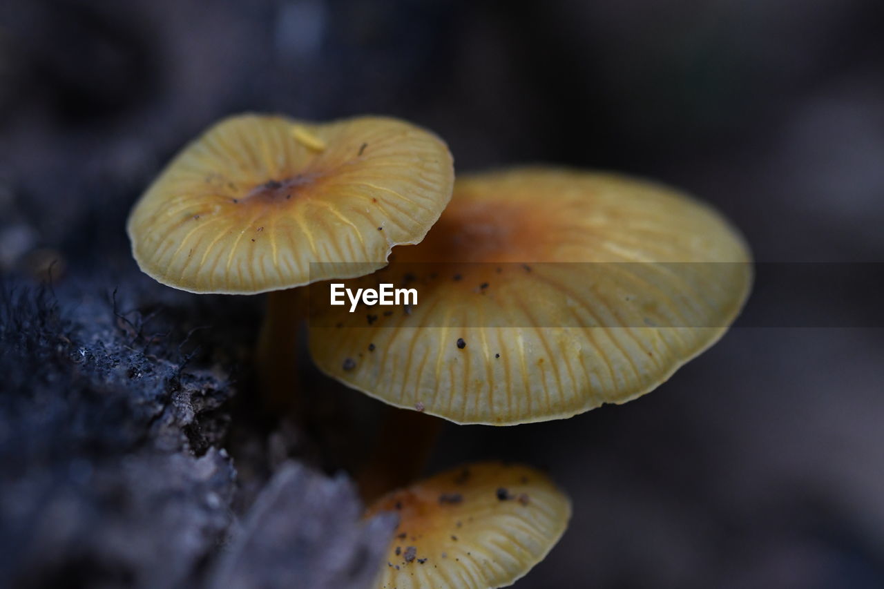 A yellow mushroom was born on a rotting log