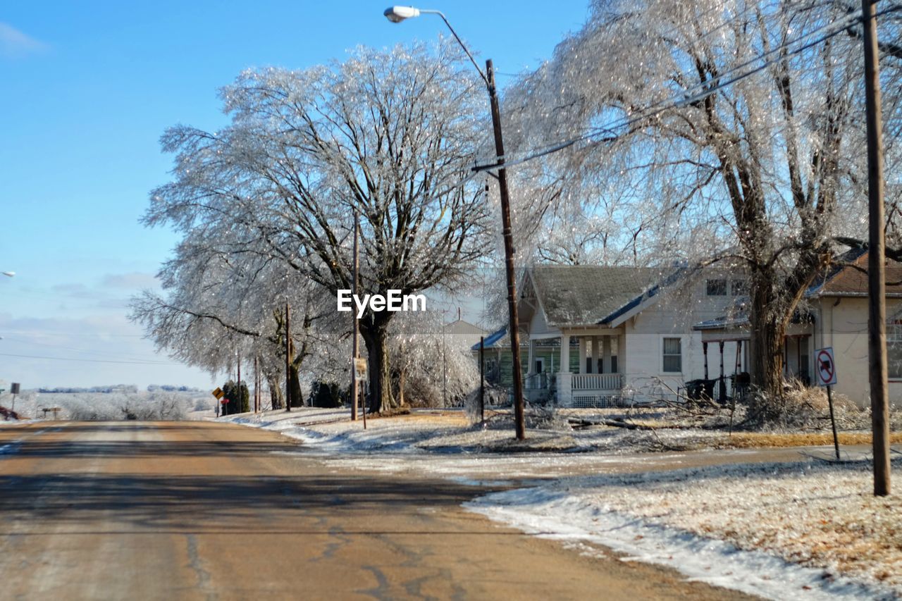 TREES IN WINTER