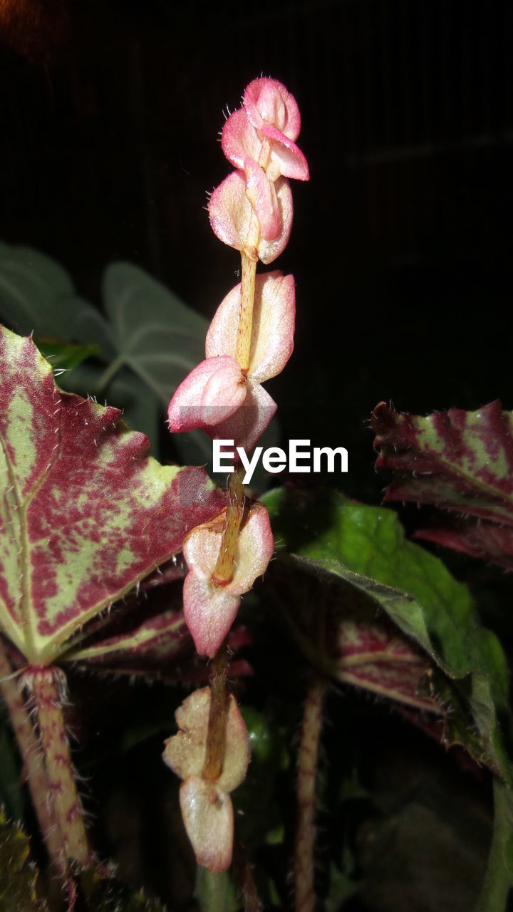 CLOSE-UP OF PINK FLOWERS ON PLANT