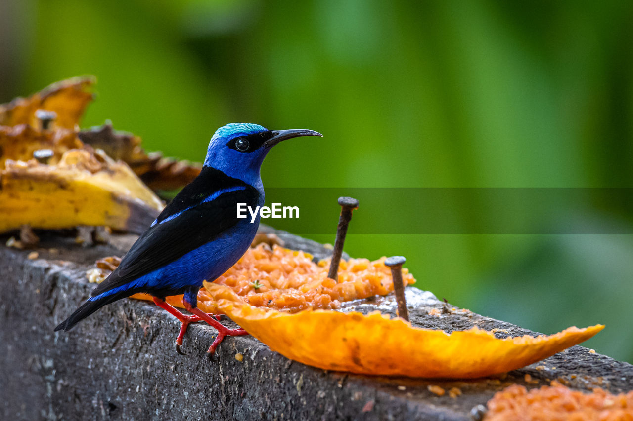 CLOSE-UP OF BIRD FEEDING