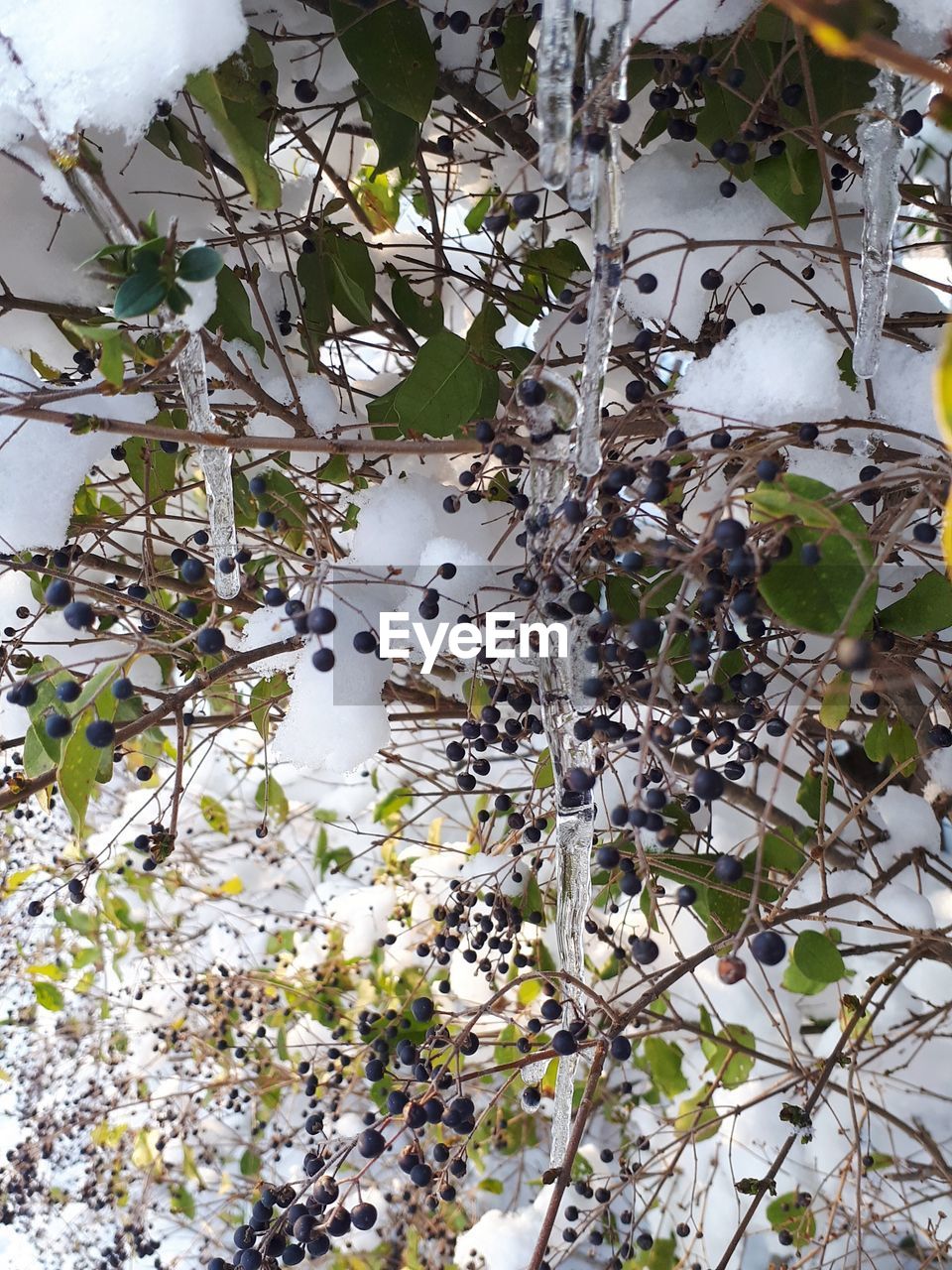 CLOSE-UP OF FLOWERS ON BRANCH