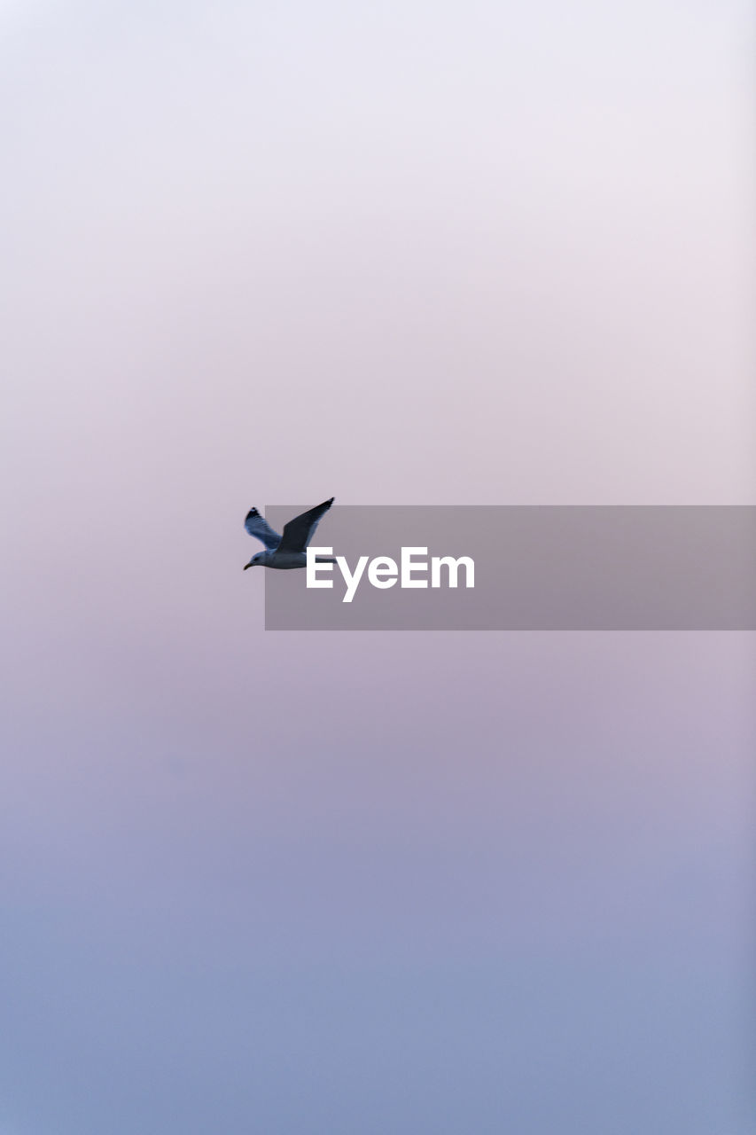 LOW ANGLE VIEW OF A BIRD FLYING