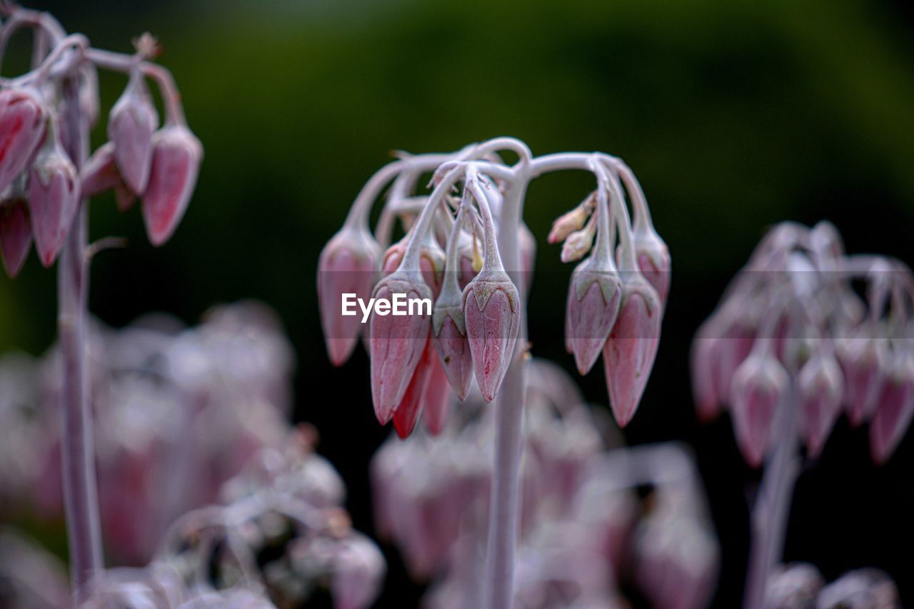 Close-up of pink flowers blooming outdoors