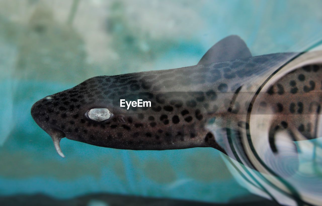 CLOSE-UP OF FISH SWIMMING IN WATER